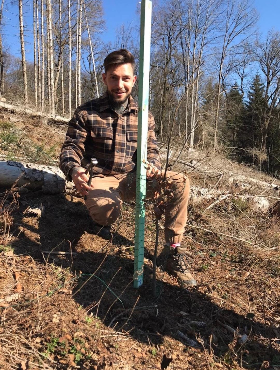 Frisch gepflanzter junger Baum mit Drahthose und Stützpfahl auf einer borkenkäfergeschädigten Waldfläche bei Lohmar, dahinter abgestorbene Fichten