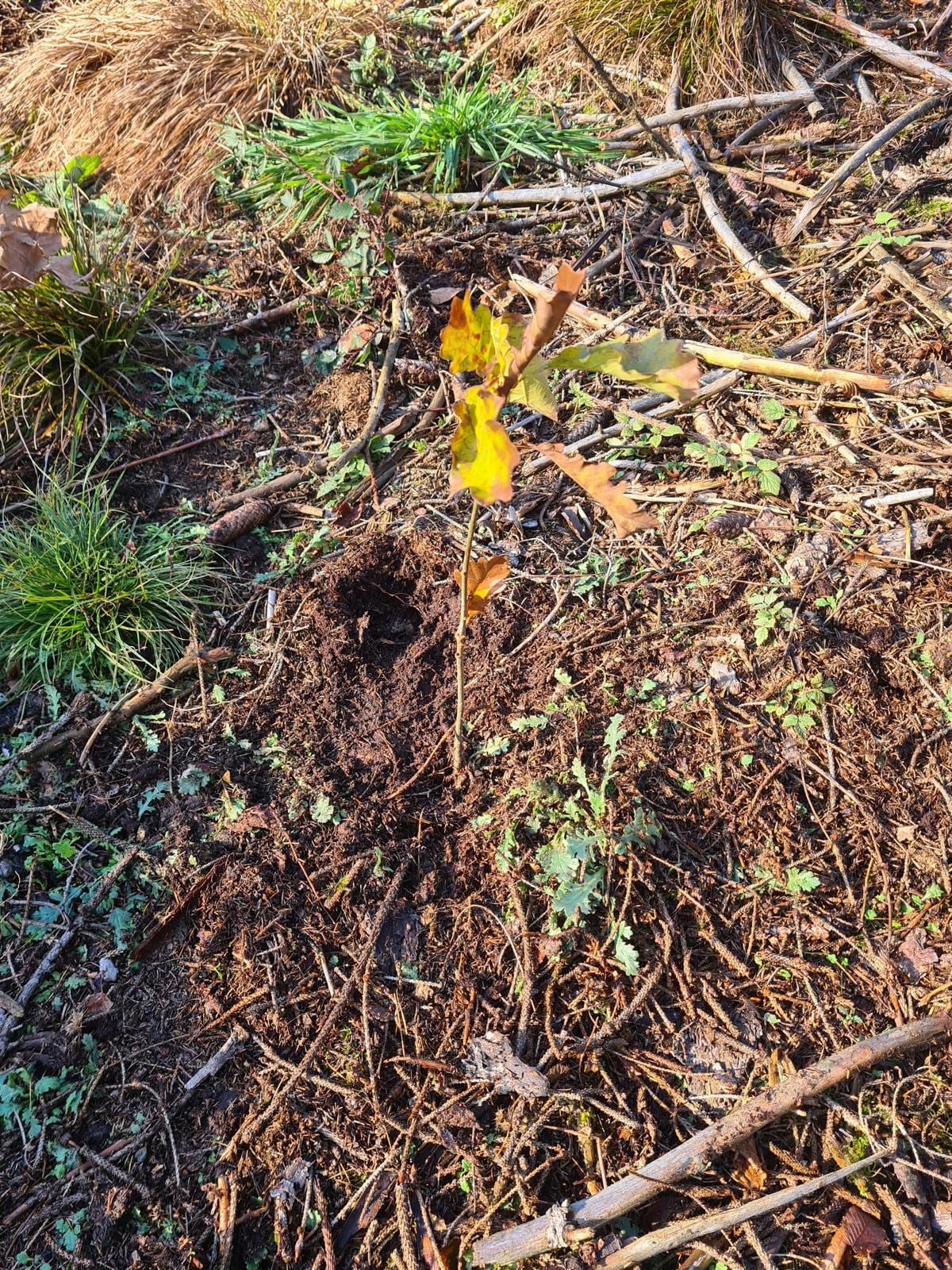 Junger Eichensetzling mit herbstgelben Blättern auf frisch aufgeworfener Erde zwischen Reisig