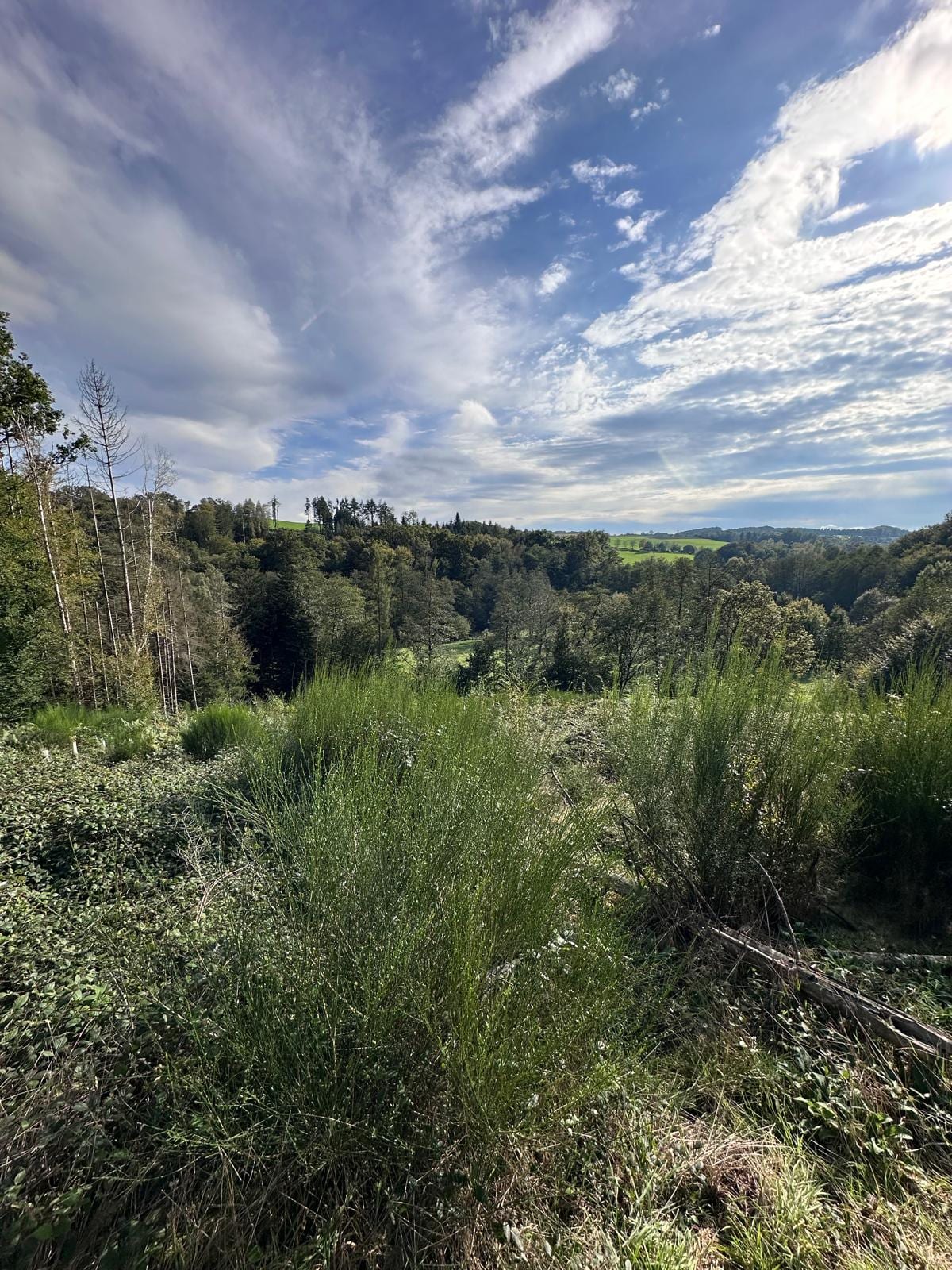 Blick über eine geräumte Waldfläche ins Tal: aufkommendes Gras und Ginster, im Hintergrund noch intakter Mischwald