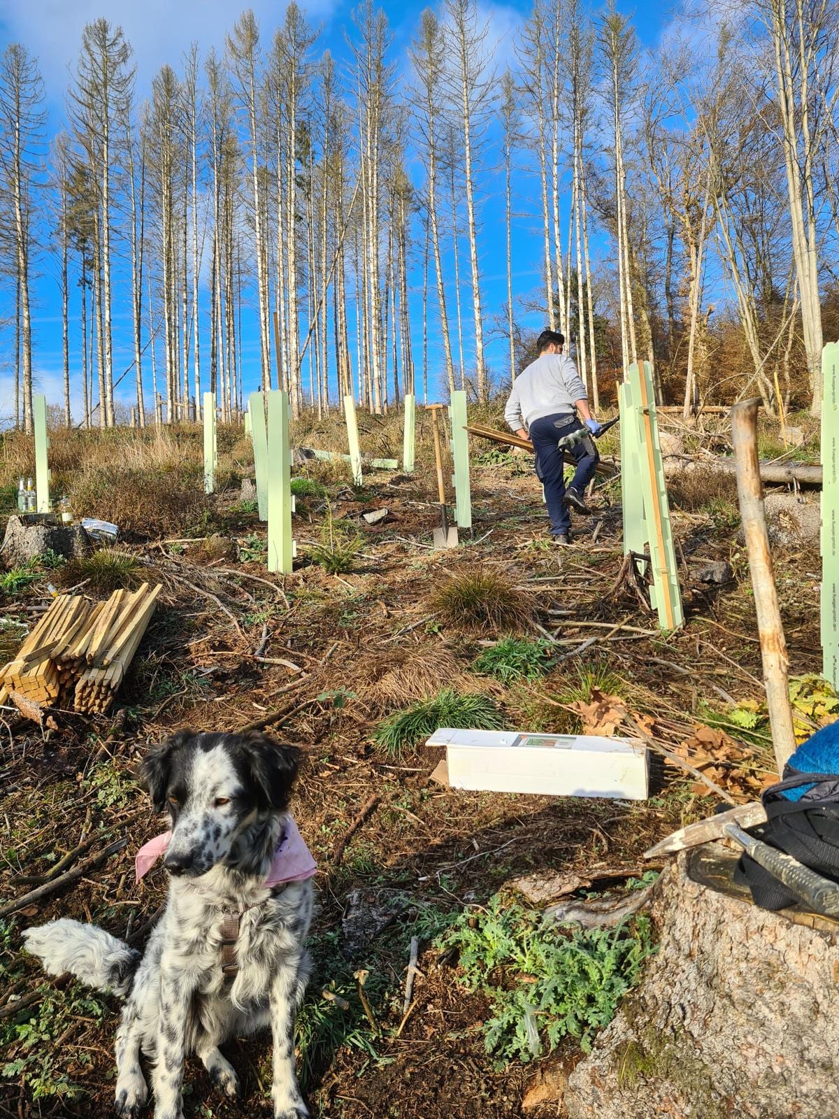 Helfer trägt Holzpfähle einen Hang hinauf zwischen bereits gesetzten Wuchshüllen