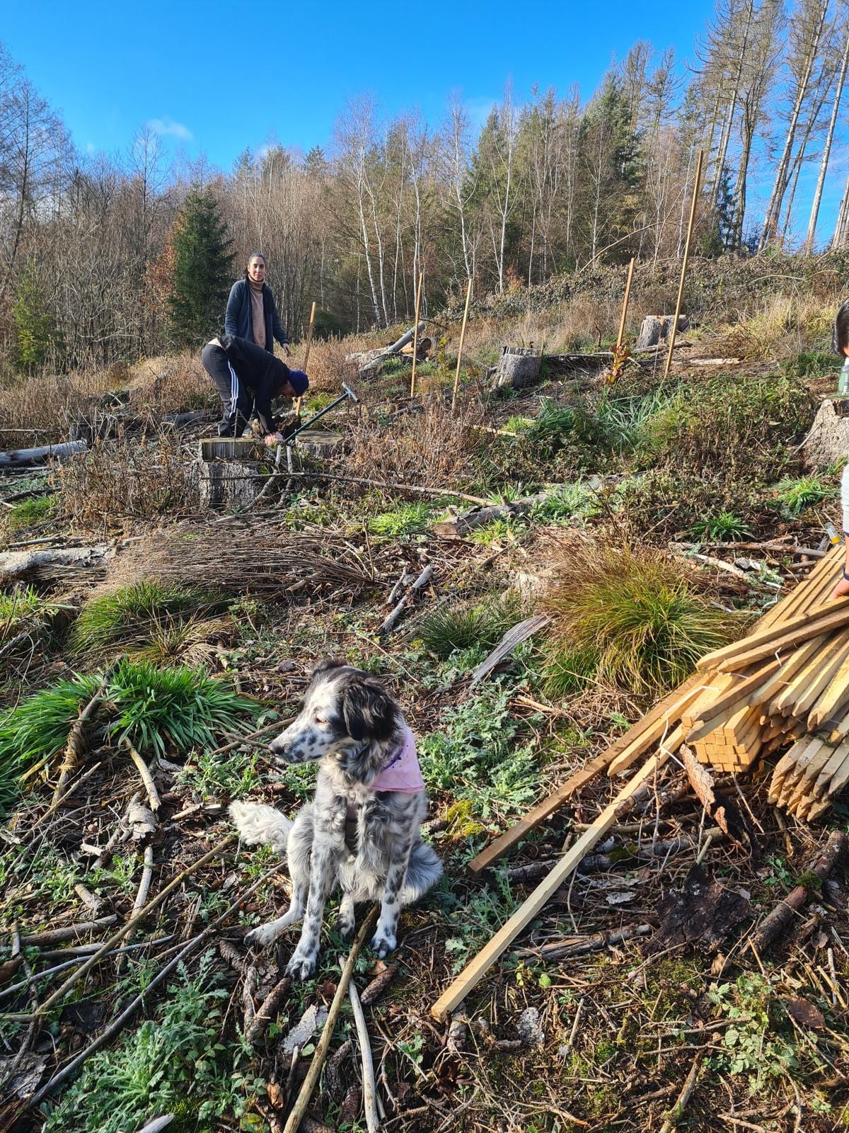 Zwei Helfende setzen bei Frost Pflanzpfähle auf einer geräumten Waldfläche, im Vordergrund ein Hund und ein Bündel Holzpfähle