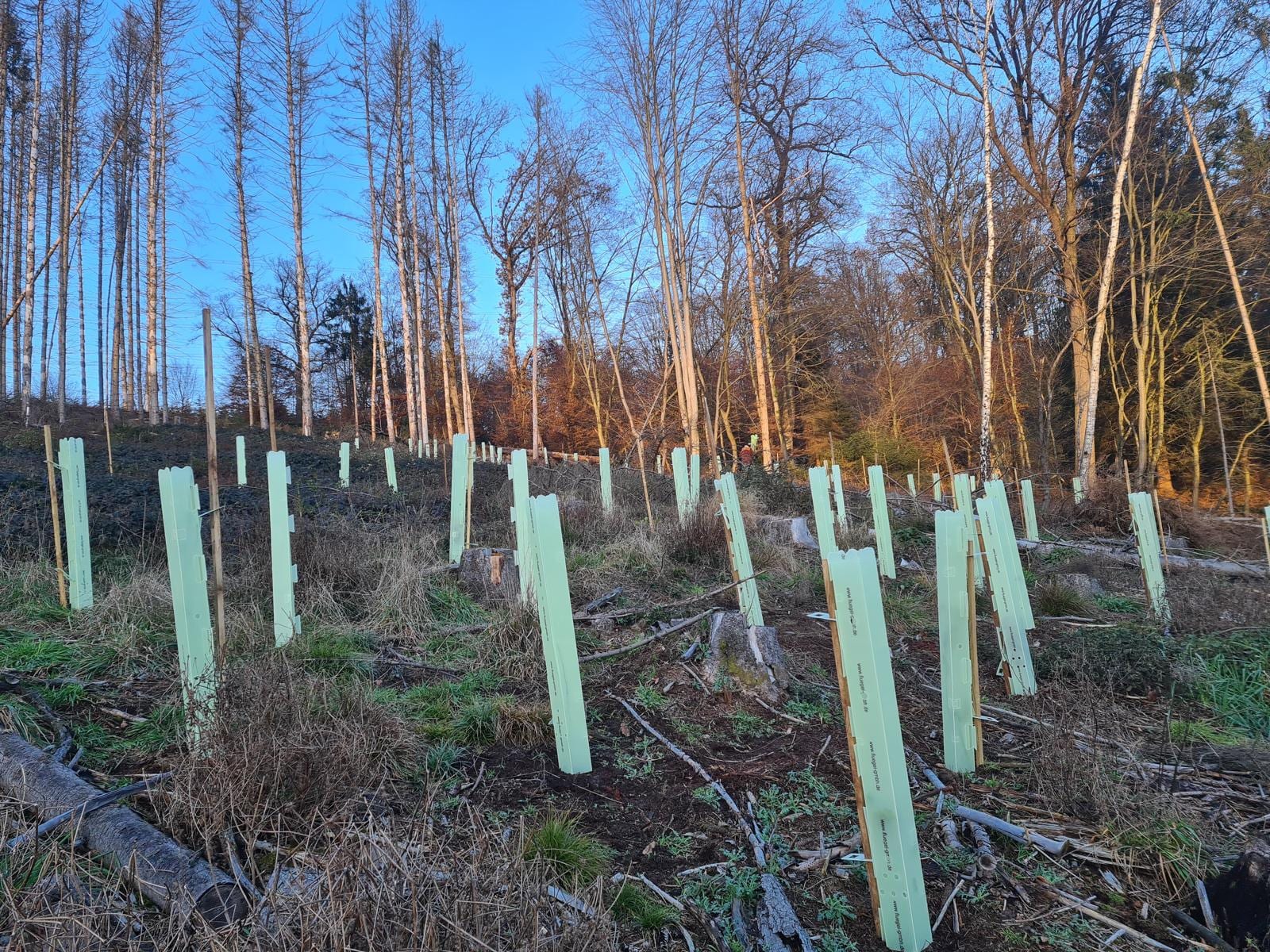 Frisch bepflanzte Waldfläche im Abendlicht: Dutzende hellgrüne Wuchshüllen mit Holzpfählen stehen in Reihen zwischen abgestorbenen Fichtenstämmen
